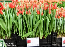 Tulipa Sunbelt ® (1)